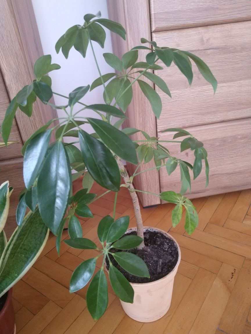 Cztery kwiatki doniczkowe filodendron sansewieria scheflera