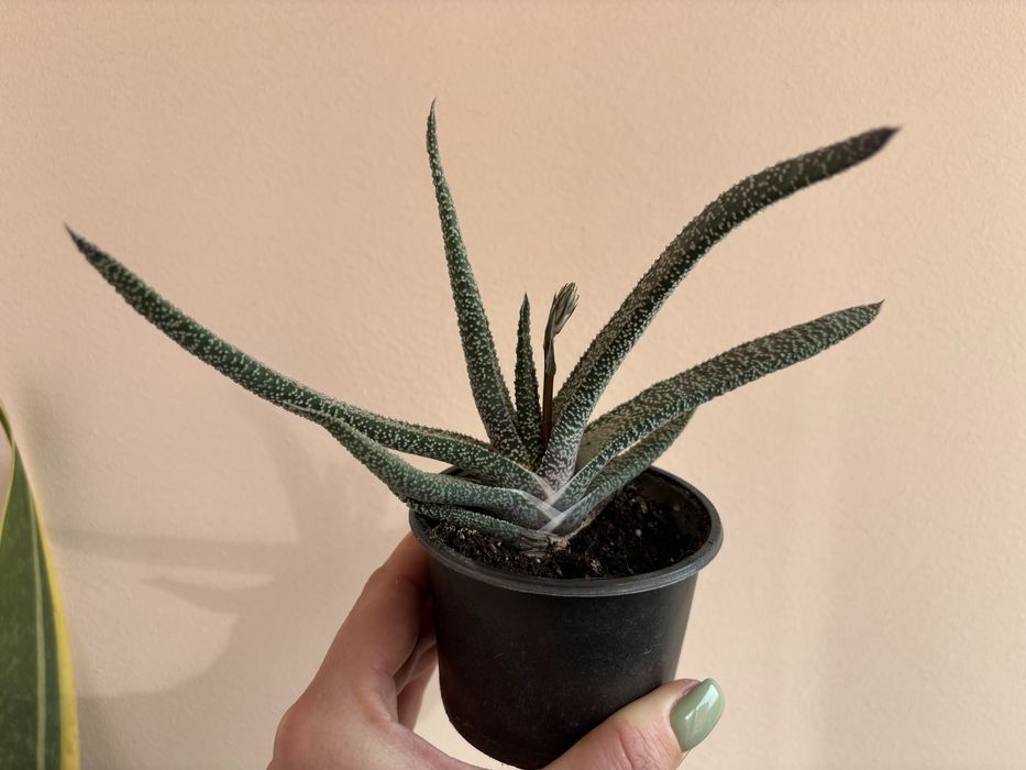 Гастерія з квітоносом