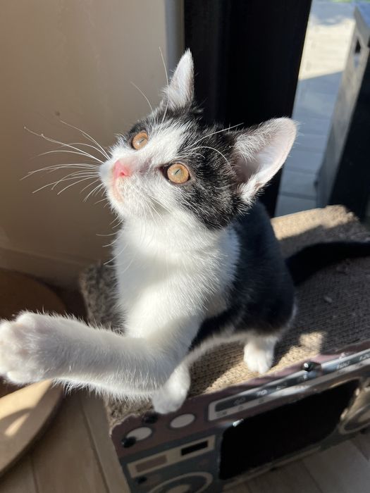 Ofelia – 3-miesięczna kotka uratowana z lasu szuka domu