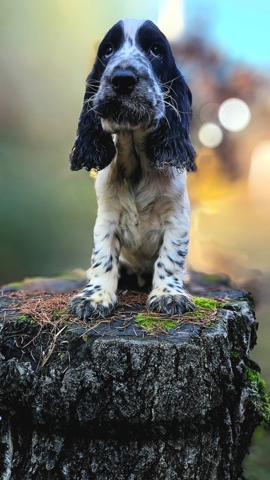 Cocker Spaniel Angielski - Piesek Blue Roan, szczeniak