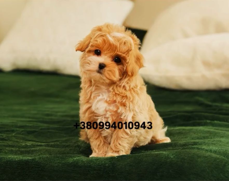 SUPER VIP цуценя хлопчик красунчик мальтіпу ф1. Мальтіпу. Мальтипу.