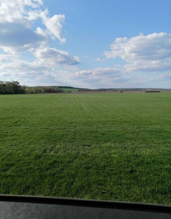Рулонний газон (трава), відмінної якості.