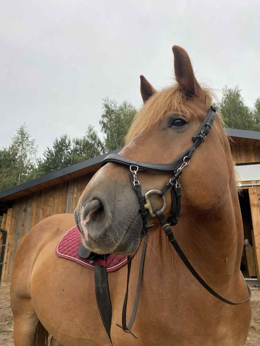 Oglowie anatamoniczne Presteq Xfull