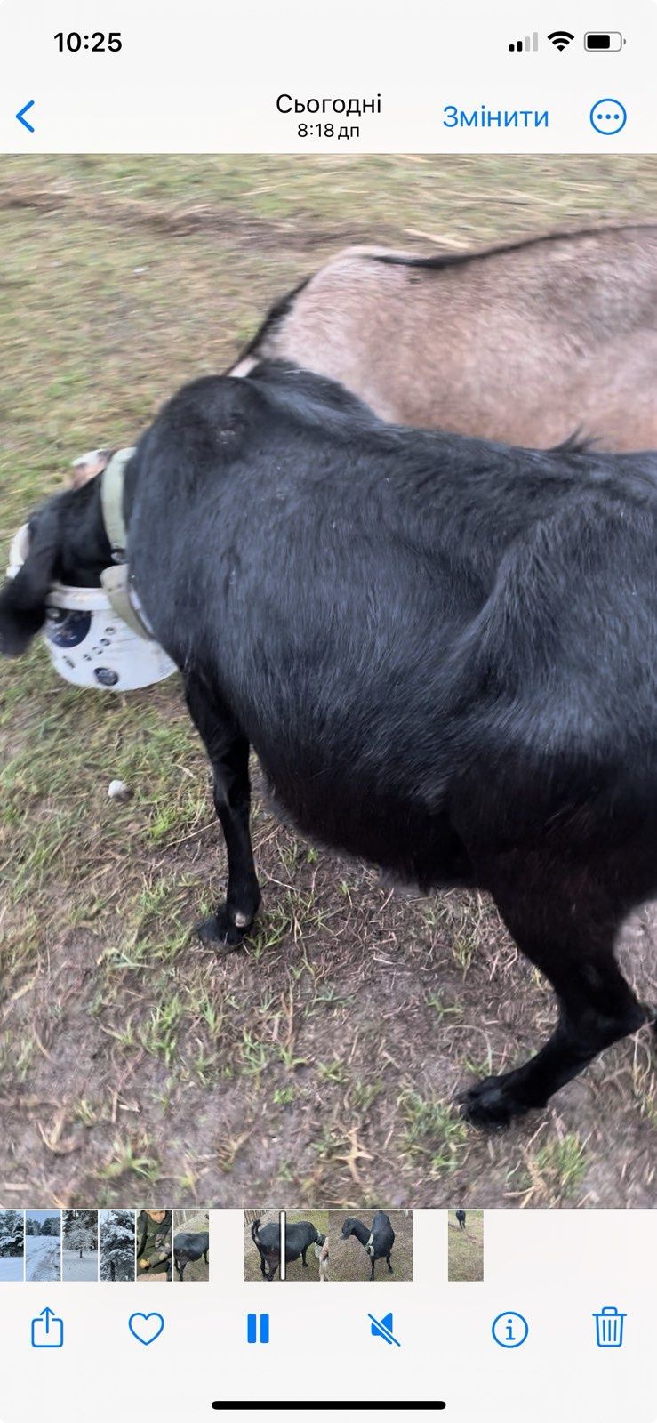 Продам Англо-нубійську козу 100%