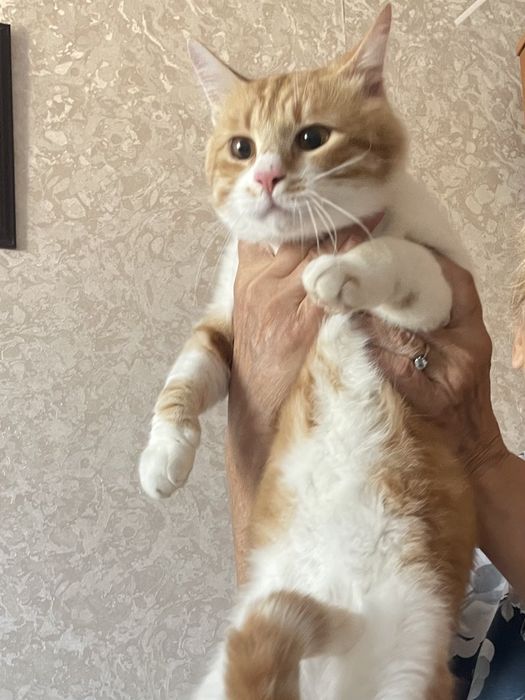 Кастрированый Яша  в поисках дома