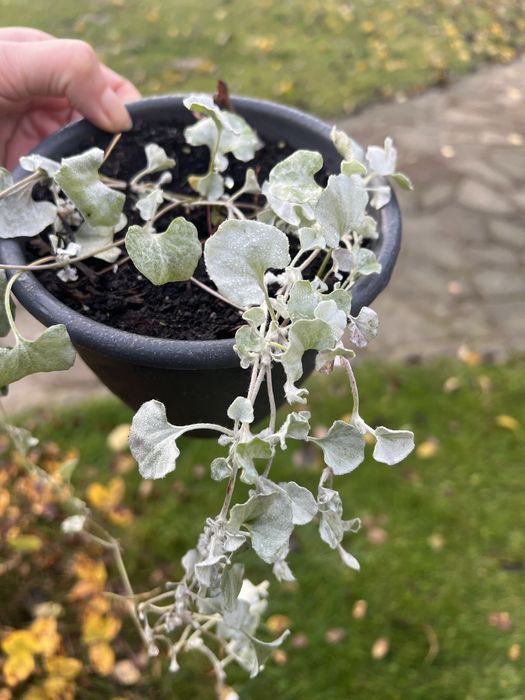 Дихондра срібляста