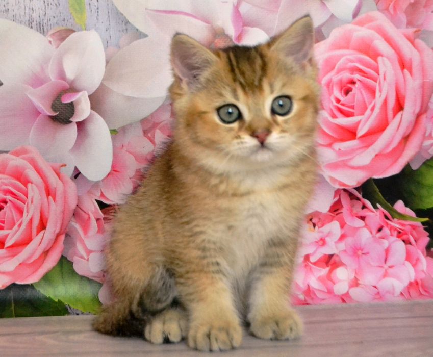 Котята шиншиллы золотистые