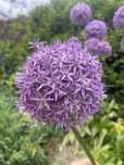 Czosnek ozdobny Globemaster allium olbrzymi cebulka