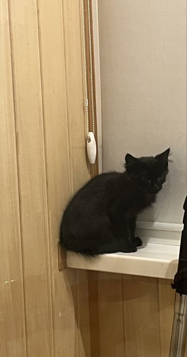 Котята черные бесплатно