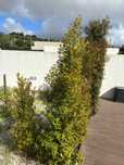Eugenias, altura varias
