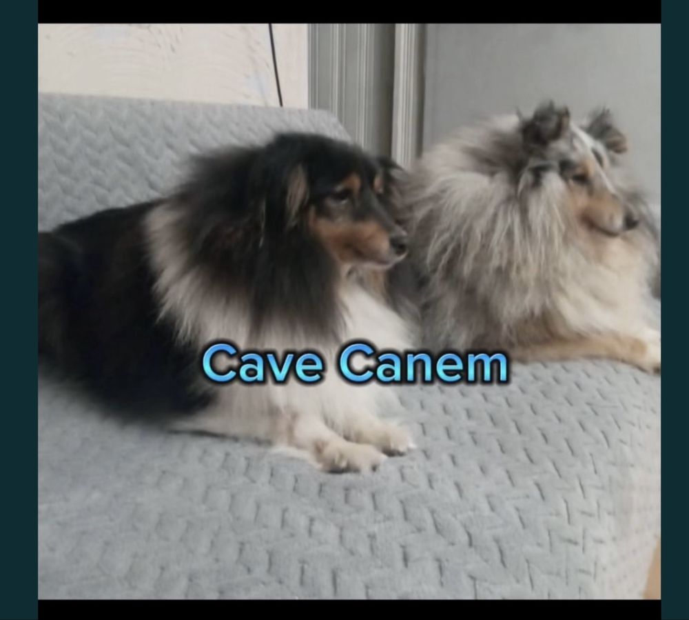 Owczarek szetlandzki sheltie tricolor OKAZJA z powodu wyjazdu