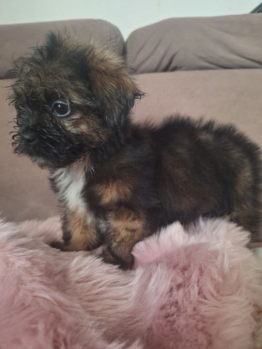 Cukiereczek unikatowy maluszek shih tzu czeka na dom