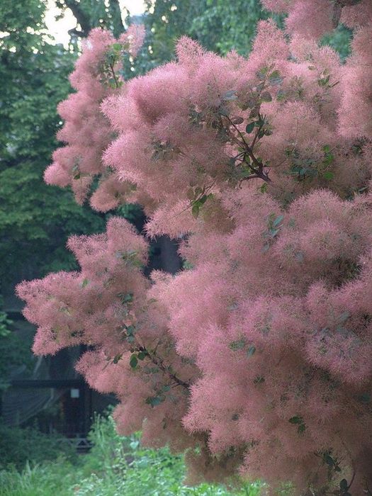 Скумпия обыкновенная,ирис сибирский голубой