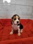 Beagle Maluszek Tricolorek Zaprasza