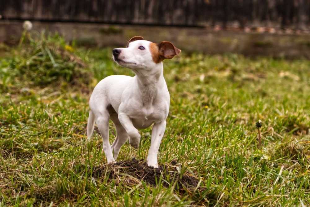jack russell terier DO ADOPCJI!