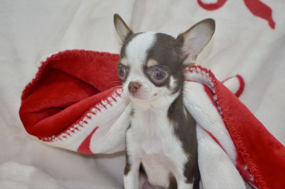 Chihuahua femea mini mini