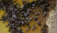 Продам Бджолопакети і бджолосімї
