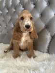 Piesek Cocker Spaniel Angielski