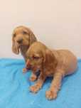 Cocker spaniel szczenię suczka 8tygodniowa