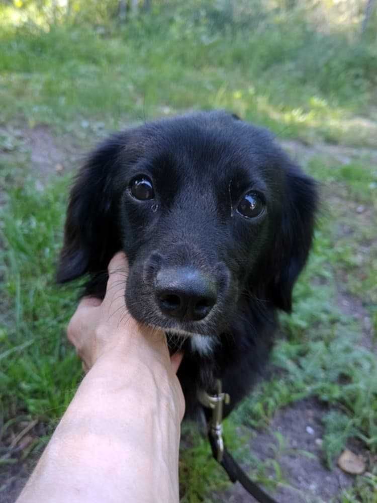 Melka ok 2/3 let. sunia szuka cierpliwego opiekuna Włocławek