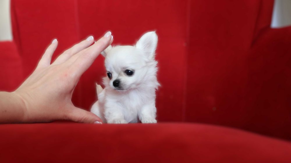 Prześliczna maleńka , mini chihuahua długowłosa SINDI  ZKwP FCI