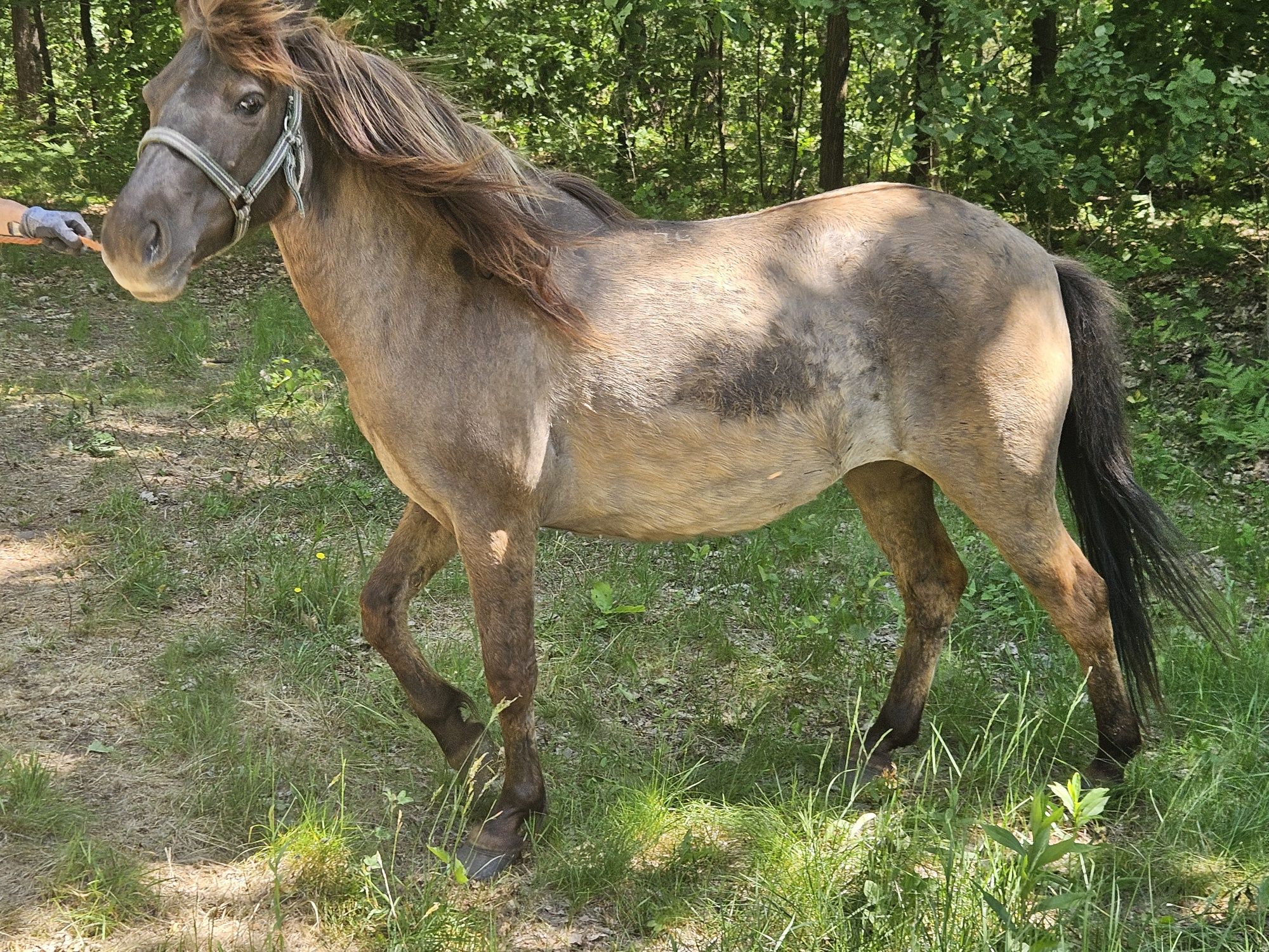 Konik polski - klacz