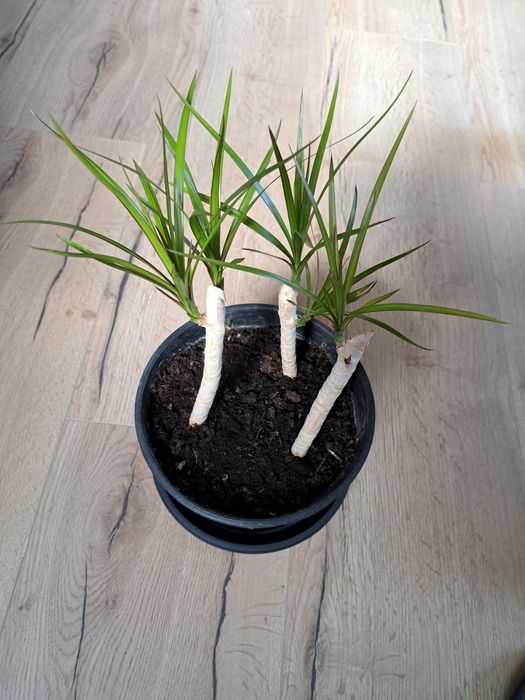 Dracena 3 sadzonki ‐ cena za 1 doniczkę