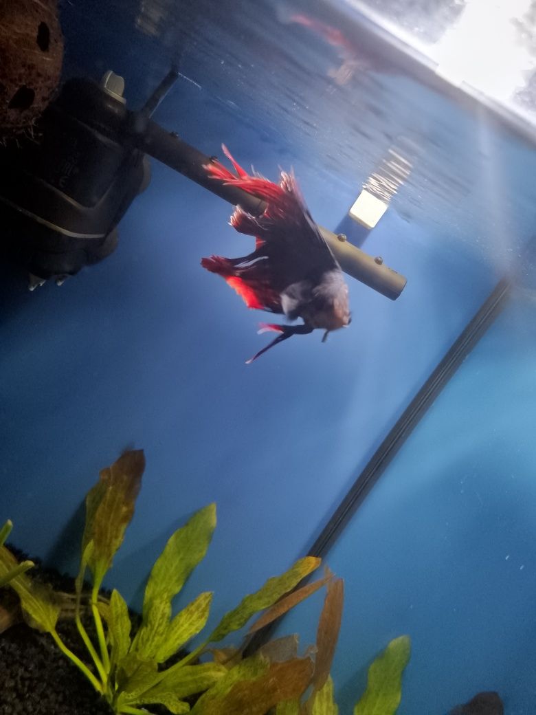 Akwarium z bojownikiem 30l