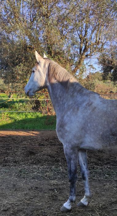 Égua PSL Veiga letra Q montada