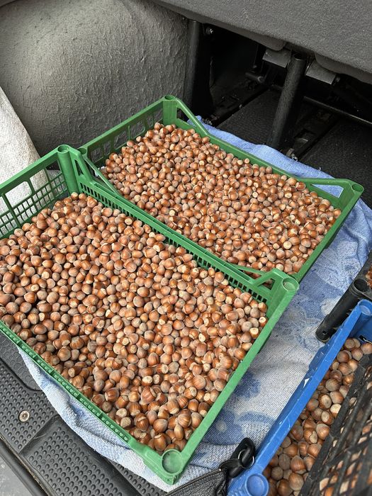 Горіхи Фундук Італійський Костопіль Рівне