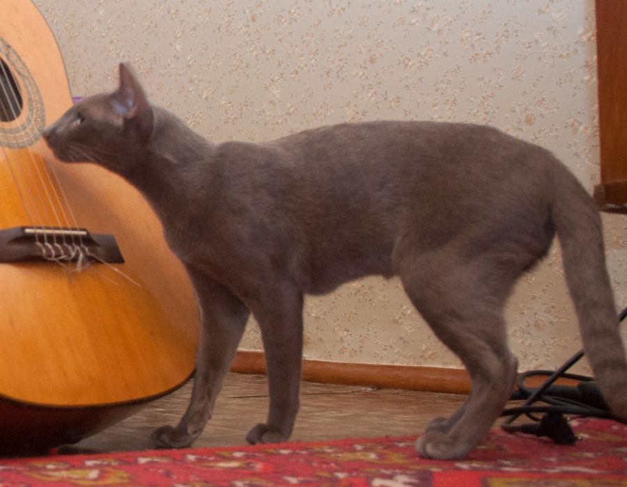 Допоможіть знайти нашу кішку. Винагорода! Пропала кішка