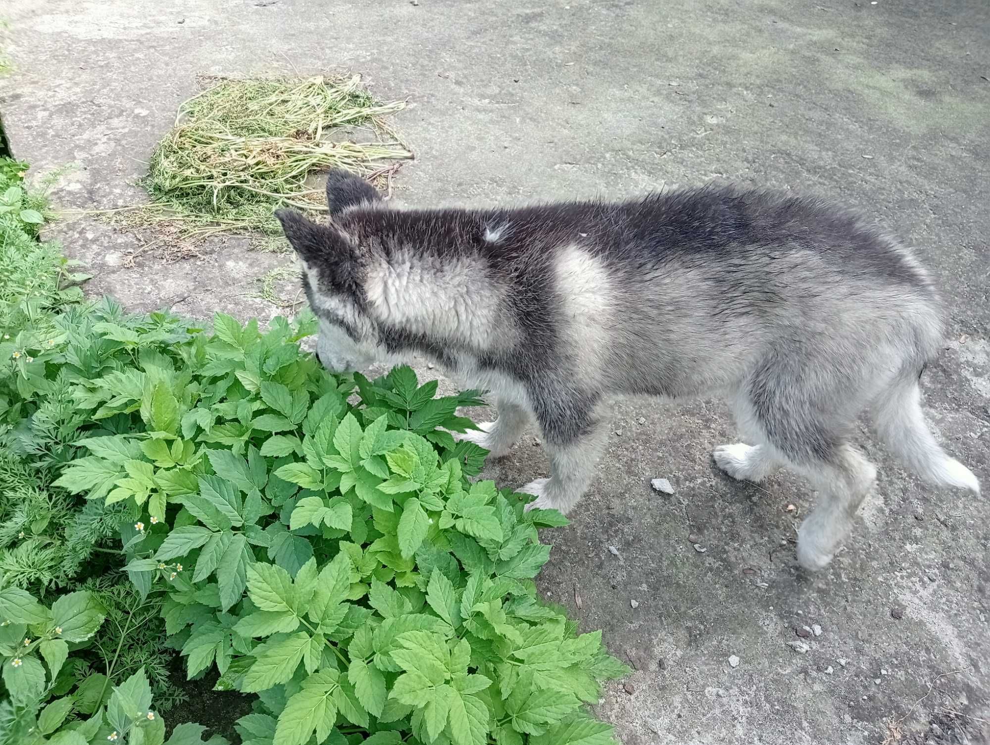Husky-szczeniak suczka
