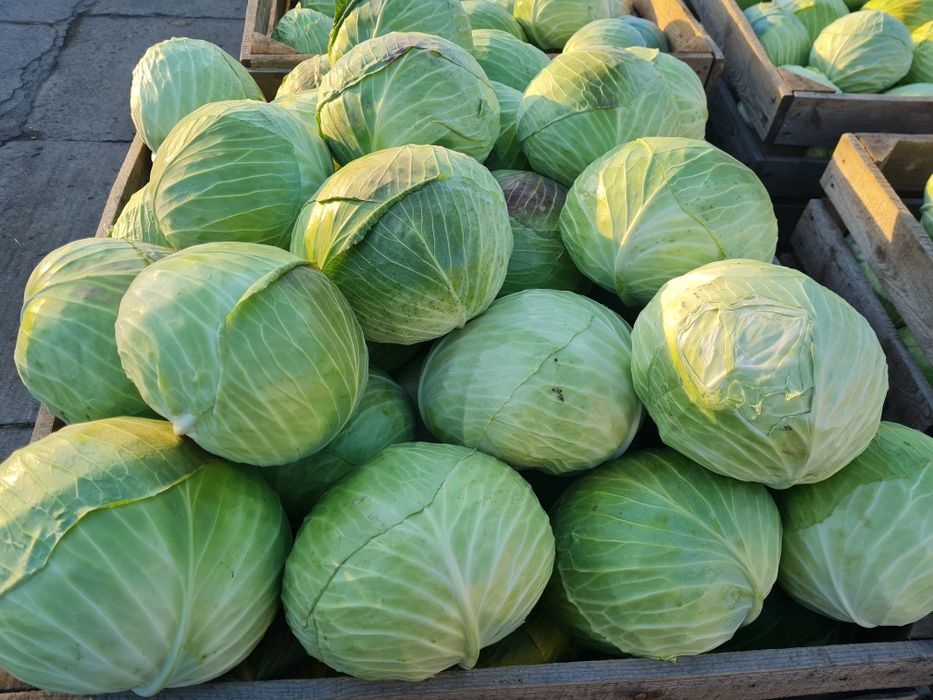 Kapusta Kapusta biala Kapusta kwaszona