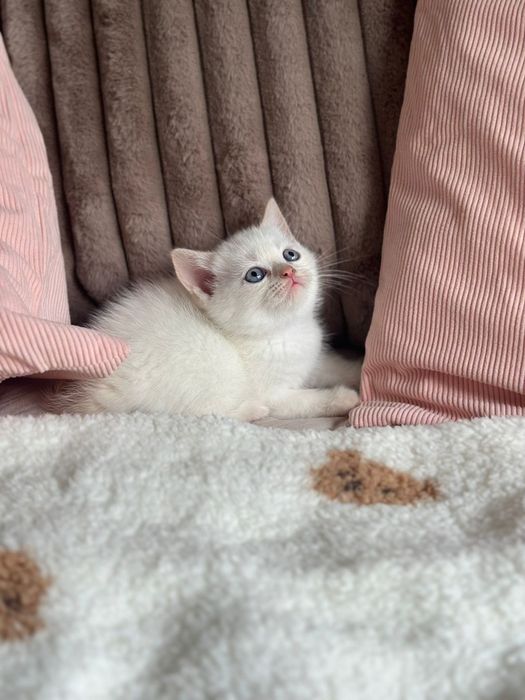 Kotki Brytyjskie Krótkowłose kotki/koti