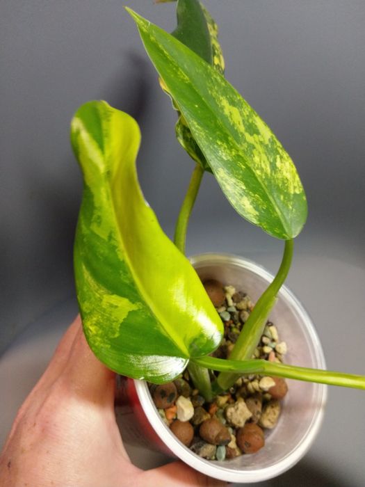 Philodendron Domesticum Variegata