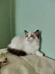 Ragdoll. Kotka. Seal bicolor.