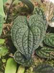Anthurium Clidimioides