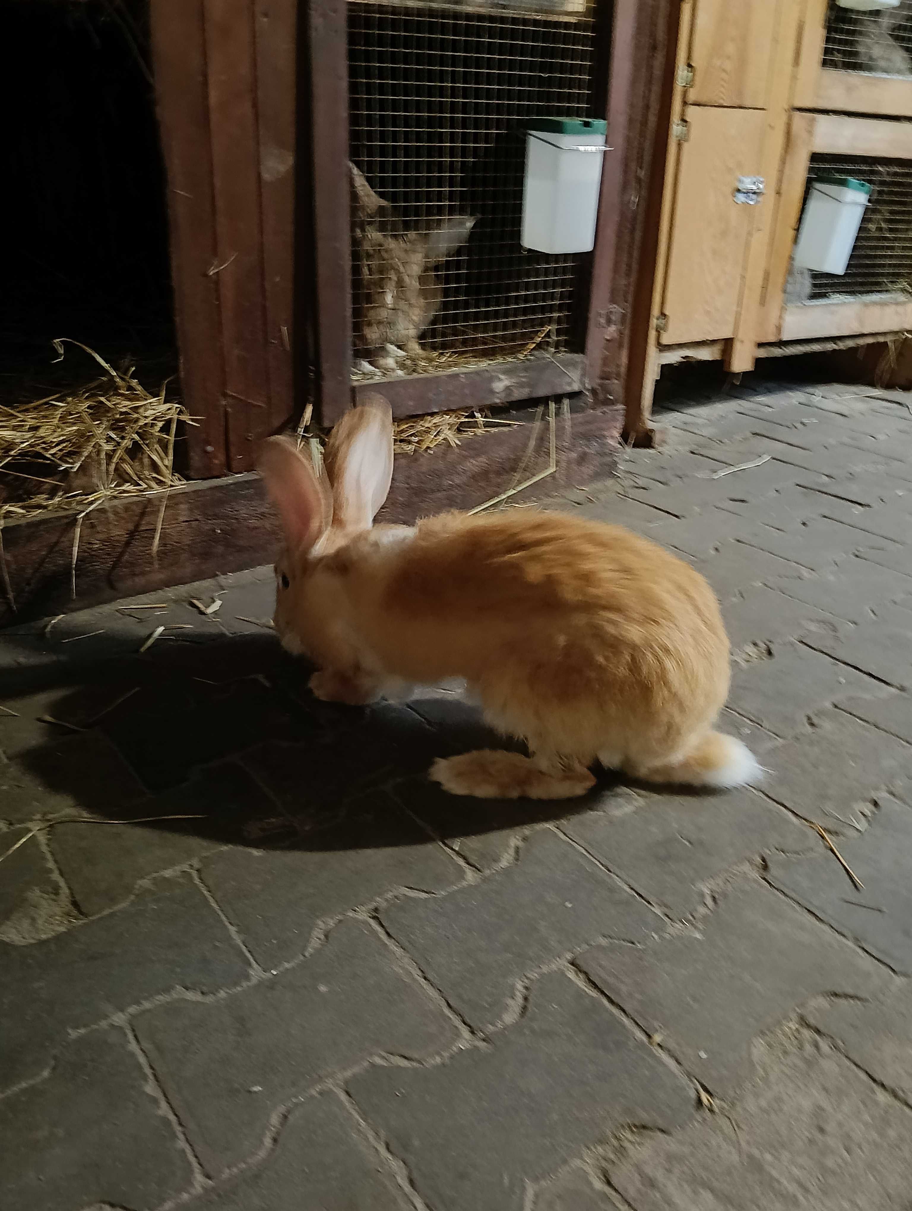Sprzedam samca królika czysta rasa olbrzym Belgijski