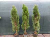 Sosna czarna Pinus nigra `Green Tower`, Szkółka krzewów ozdobnych