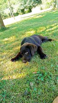 Labrador retriever fci zkwp czekoladowe czarne szczeniaki do odbioru