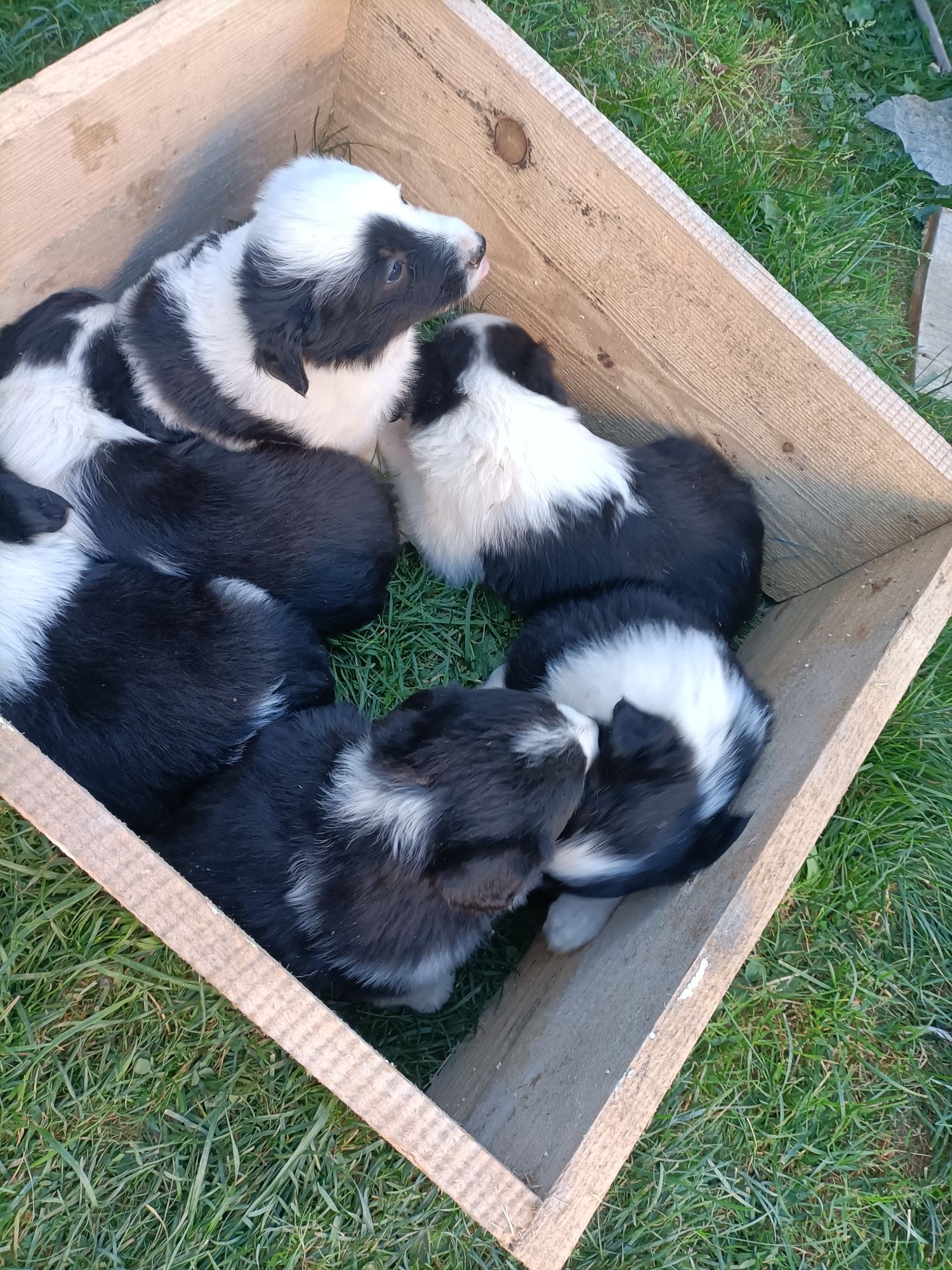 Pieski border collie