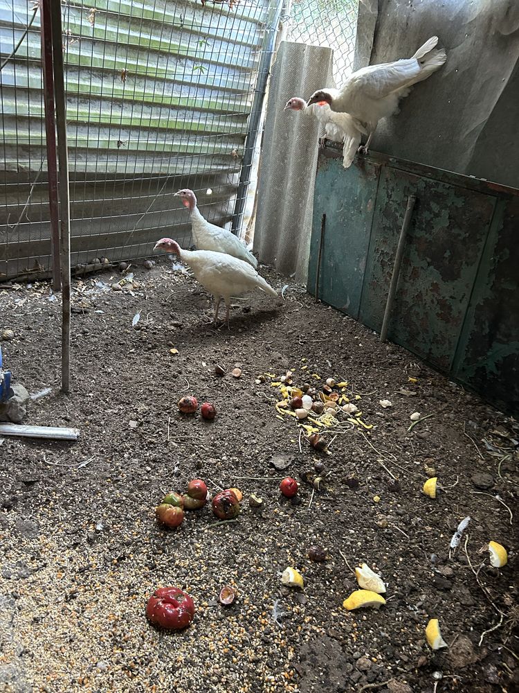 Animais de quinta