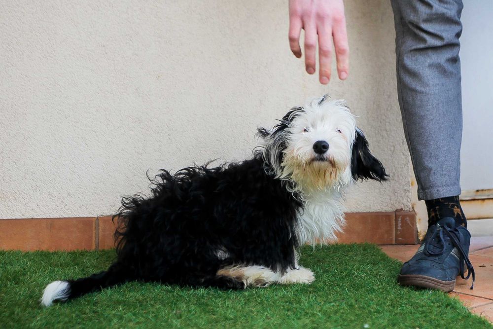 szczeniaki małej rasy do adopcji