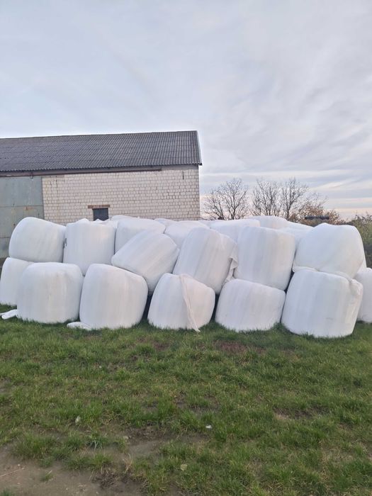 Sianokiszonka zbiór 2025