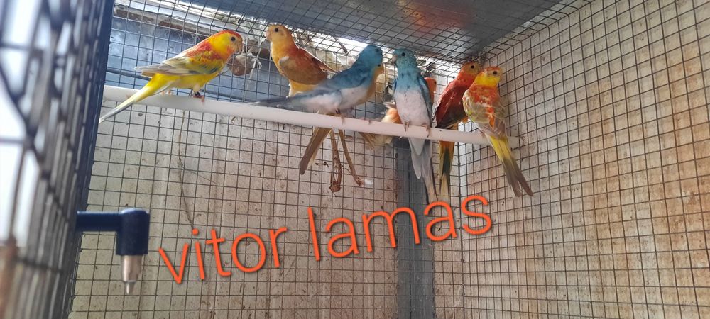 Disponíveis red rumped 2025