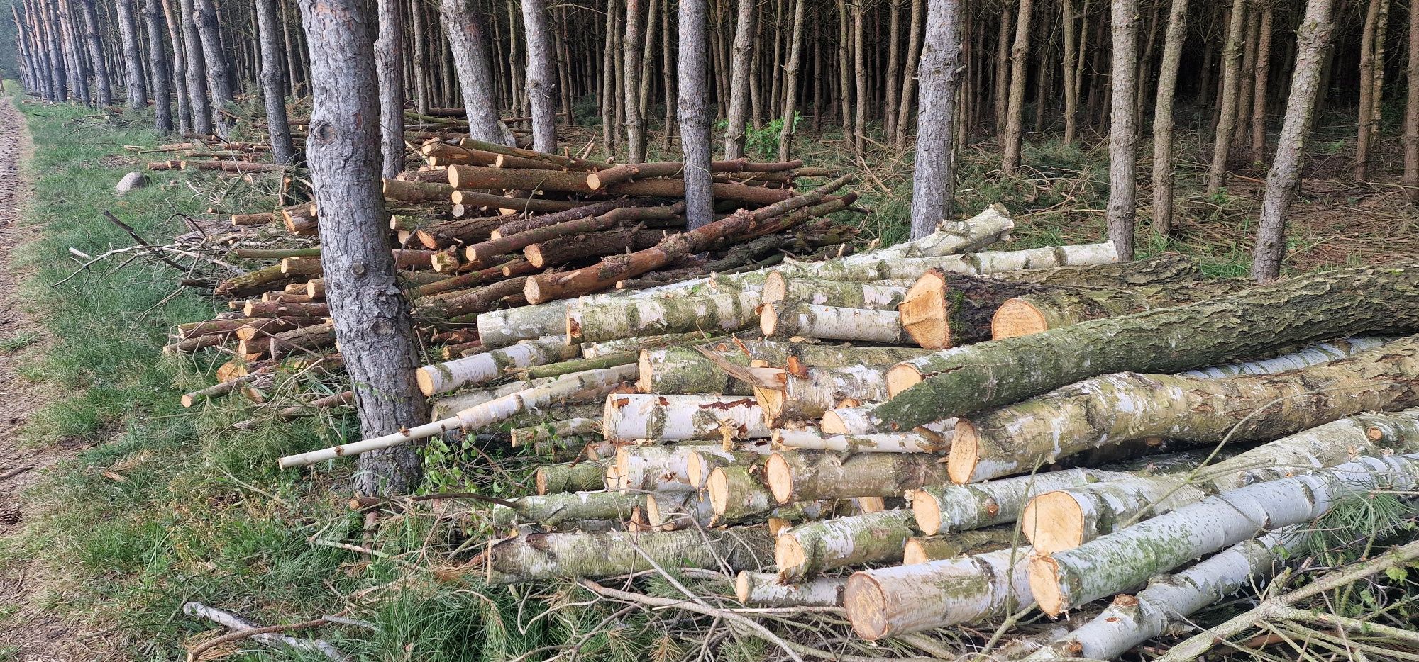 Drewno opałowe sosna brzoza żerdzie 2-3m