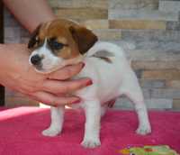 Jack Russell Terrier suczka Inka ZKwP FCI po Championie