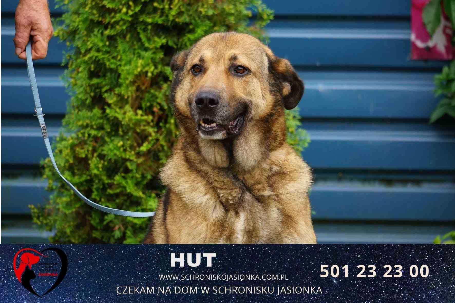 Hut- do adopcji schronisko