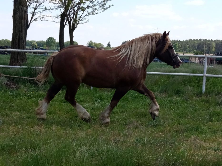 Klacz zimnokrwista źrebna