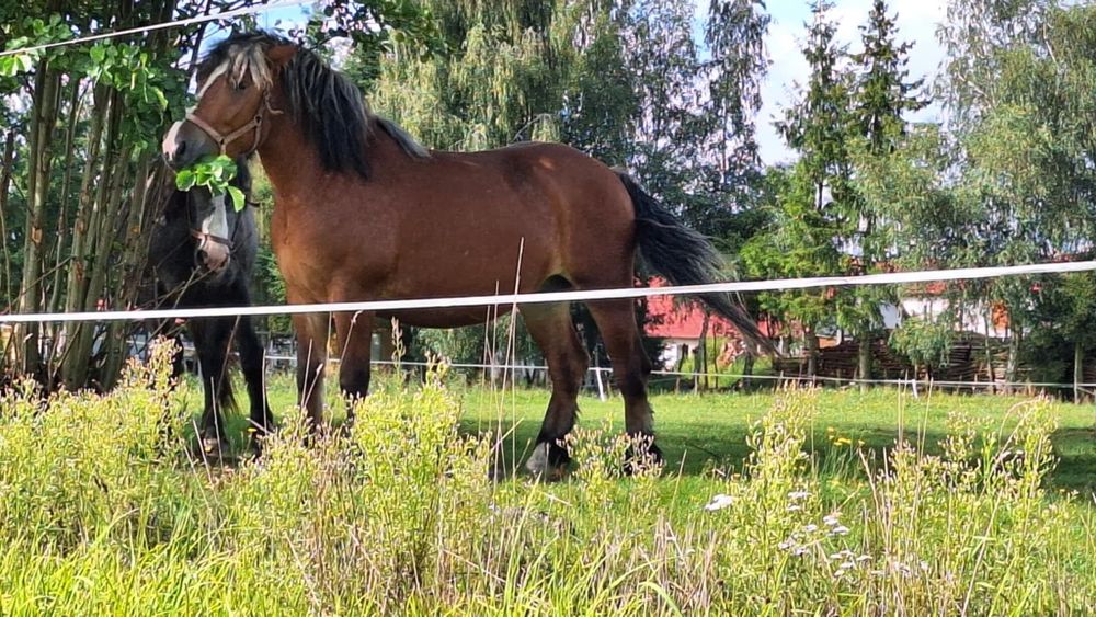 Sprzedam konie zimnokrwiste